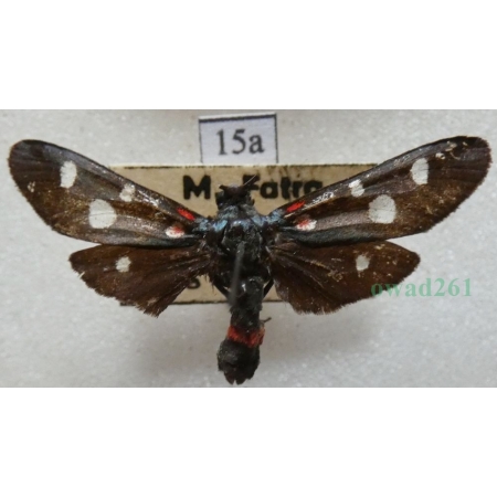Zygaena ephialtes (Linnaeus, 1767) Kraśnik goryszowiec Slovakia15a